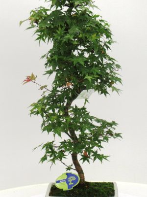 Acer palmatum 'Deshojo' - Vaxtinredarna.se