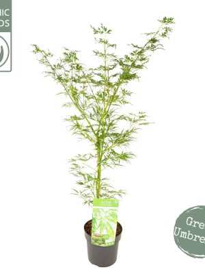 Acer palmatum 'Dissectum' - Vaxtinredarna.se