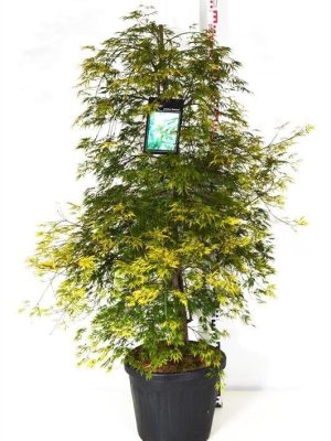 Acer palmatum 'Dissectum' - Vaxtinredarna.se