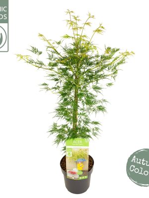 Acer palmatum 'Emerald Lace' - Vaxtinredarna.se