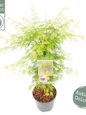 Acer palmatum 'Emerald Lace' - Vaxtinredarna.se