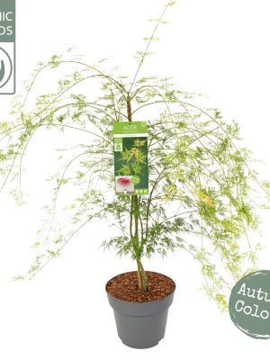 Acer palmatum 'Emerald Lace' - Vaxtinredarna.se