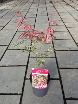 Acer palmatum 'Extravaganza' - Vaxtinredarna.se