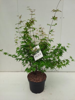 Acer palmatum - Vaxtinredarna.se