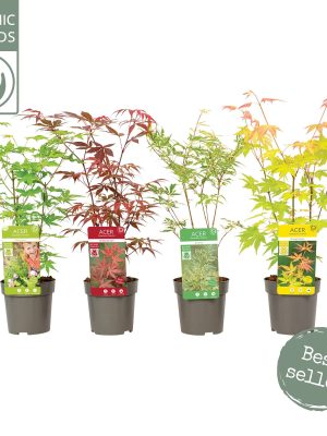 Acer palmatum - Vaxtinredarna.se