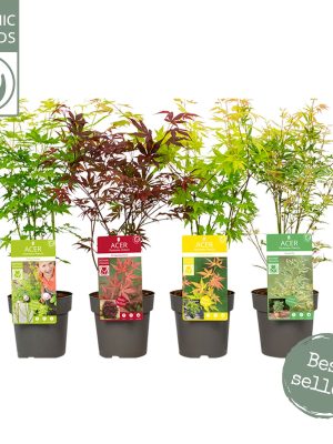 Acer palmatum - Vaxtinredarna.se