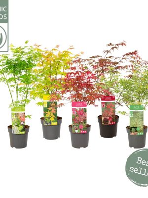 Acer palmatum - Vaxtinredarna.se