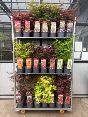 Acer palmatum - Vaxtinredarna.se