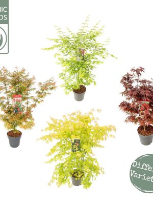 Acer palmatum - Vaxtinredarna.se