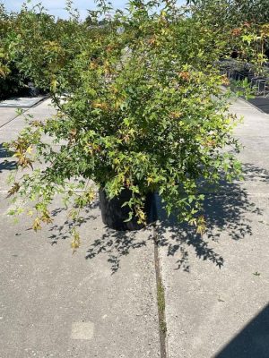 Acer palmatum - Vaxtinredarna.se