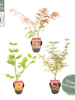 Acer palmatum - Vaxtinredarna.se