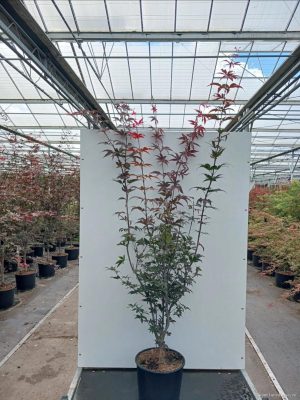 Acer palmatum 'Fireglow' - Vaxtinredarna.se