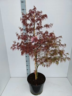Acer palmatum 'Garnet' - Vaxtinredarna.se