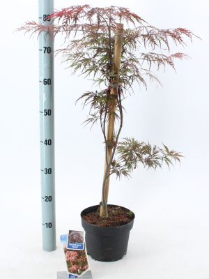 Acer palmatum 'Garnet' - Vaxtinredarna.se