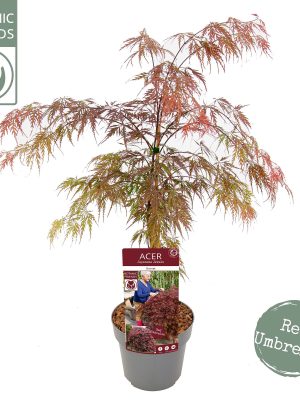 Acer palmatum 'Garnet' - Vaxtinredarna.se