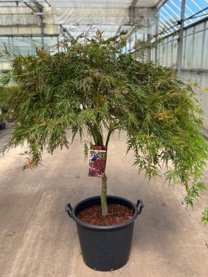 Acer palmatum 'Garnet' - Vaxtinredarna.se