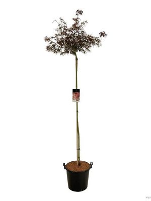 Acer palmatum 'Garnet' - Vaxtinredarna.se