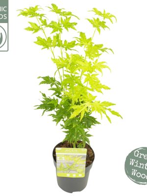 Acer palmatum 'Going Green' - Vaxtinredarna.se
