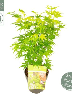 Acer palmatum 'Going Green' - Vaxtinredarna.se