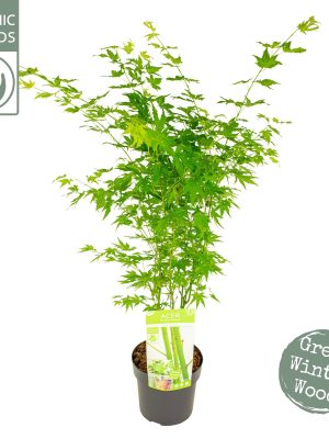 Acer palmatum 'Going Green' - Vaxtinredarna.se