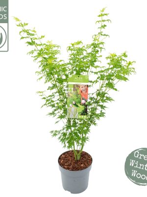 Acer palmatum 'Going Green' - Vaxtinredarna.se