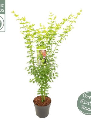 Acer palmatum 'Going Green' - Vaxtinredarna.se