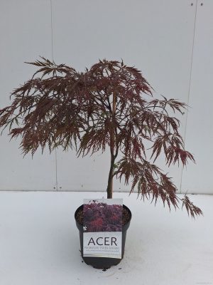Acer palmatum 'Inaba-shidare' - Vaxtinredarna.se
