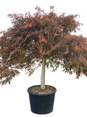 Acer palmatum 'Inaba-shidare'