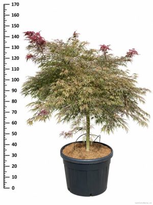 Acer palmatum 'Inaba-shidare' - Vaxtinredarna.se