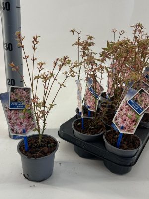 Acer palmatum 'Iyoshi' - Vaxtinredarna.se