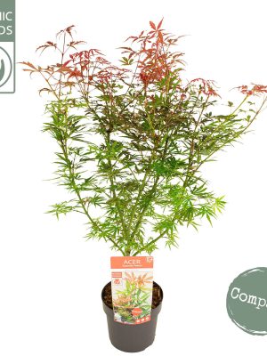 Acer palmatum 'Jerre Schwartz' - Vaxtinredarna.se