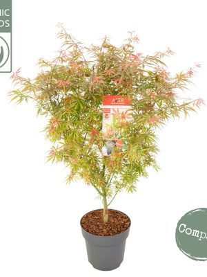 Acer palmatum 'Jerre Schwartz' - Vaxtinredarna.se