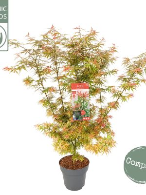 Acer palmatum 'Jerre Schwartz' - Vaxtinredarna.se