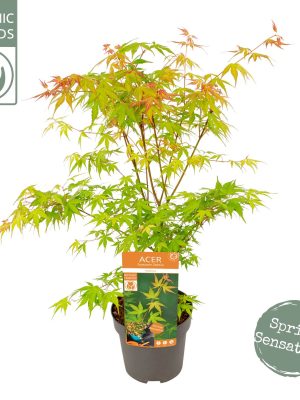 Acer palmatum 'Katsura' - Vaxtinredarna.se