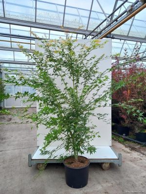 Acer palmatum 'Katsura' - Vaxtinredarna.se