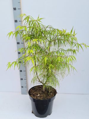 Acer palmatum 'Koto-no-ito' - Vaxtinredarna.se