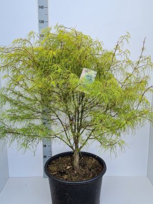 Acer palmatum 'Koto-no-ito' - Vaxtinredarna.se