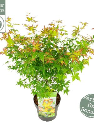 Acer palmatum 'Little Princess' - Vaxtinredarna.se