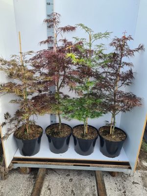 Acer palmatum mix - Vaxtinredarna.se