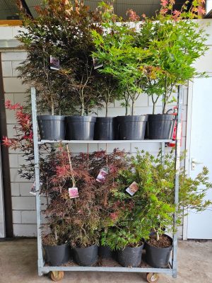 Acer palmatum mix - Vaxtinredarna.se