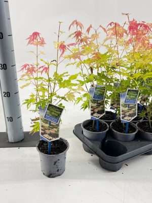 Acer palmatum 'Orange Dream' - Vaxtinredarna.se