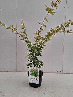 Acer palmatum 'Orange Dream' - Vaxtinredarna.se