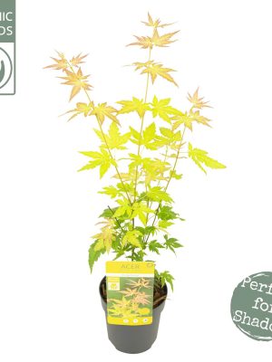 Acer palmatum 'Orange Dream' - Vaxtinredarna.se
