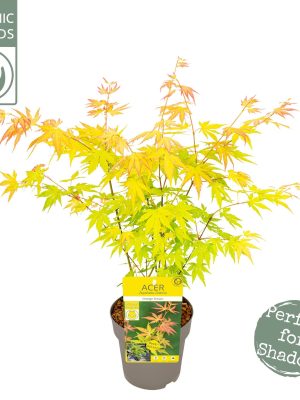 Acer palmatum 'Orange Dream' - Vaxtinredarna.se