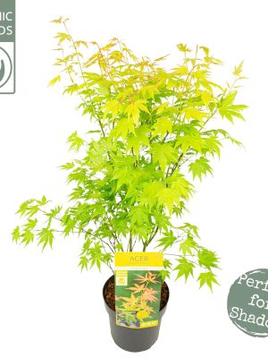 Acer palmatum 'Orange Dream' - Vaxtinredarna.se