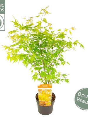 Acer palmatum 'Orange Lace' - Vaxtinredarna.se