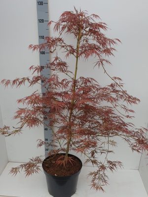 Acer palmatum 'Ornatum' - Vaxtinredarna.se