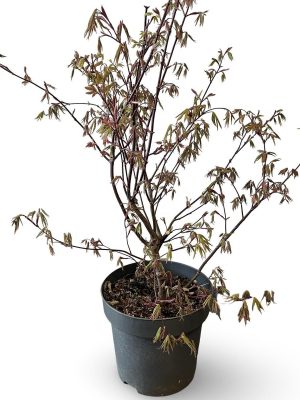 Acer palmatum 'Osakazuki' - Vaxtinredarna.se