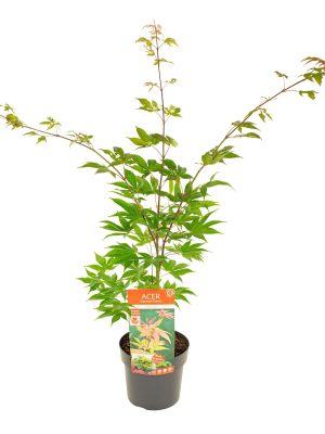Acer palmatum 'Osakazuki' - Vaxtinredarna.se