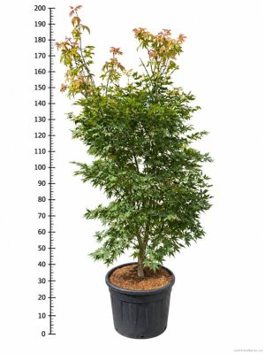 Acer palmatum 'Osakazuki' - Vaxtinredarna.se